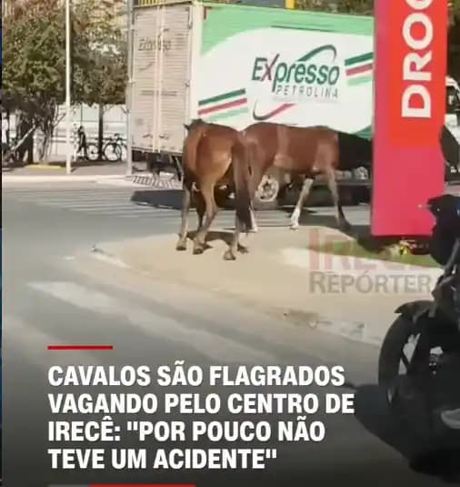 Irecê: Cavalos soltos no centro da cidade assustam motoristas e quase provocam acidente