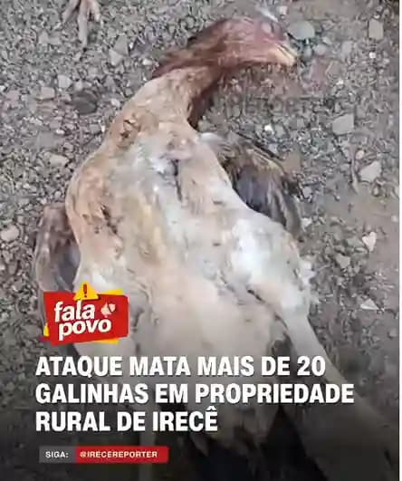 Irecê: Ataque de cães deixa mais de 20 galinhas mortas e gera prejuízo no povoado de Achado